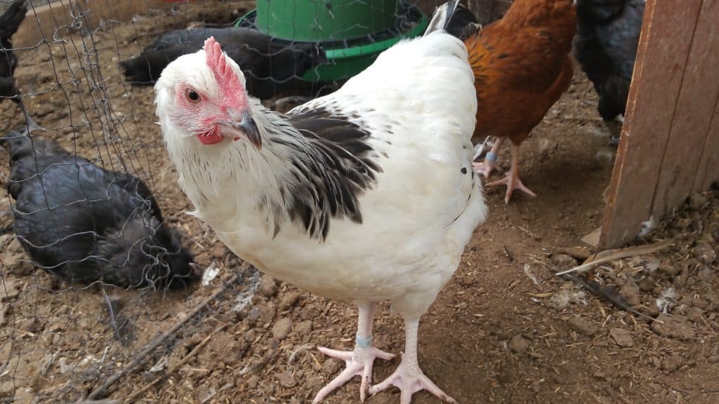 Cockerel Utility Sussex