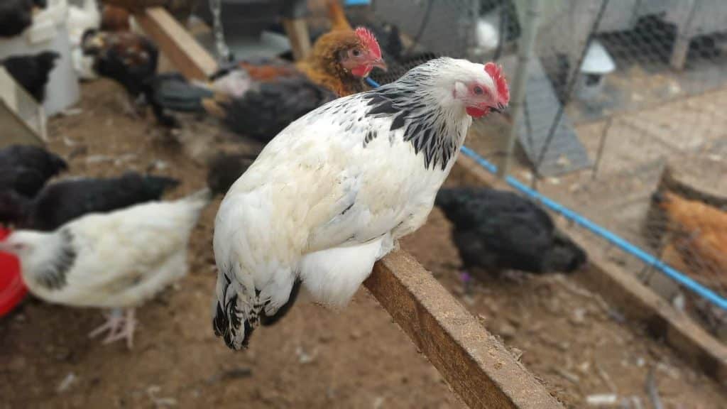 Light Sussex Cockerel on a perch