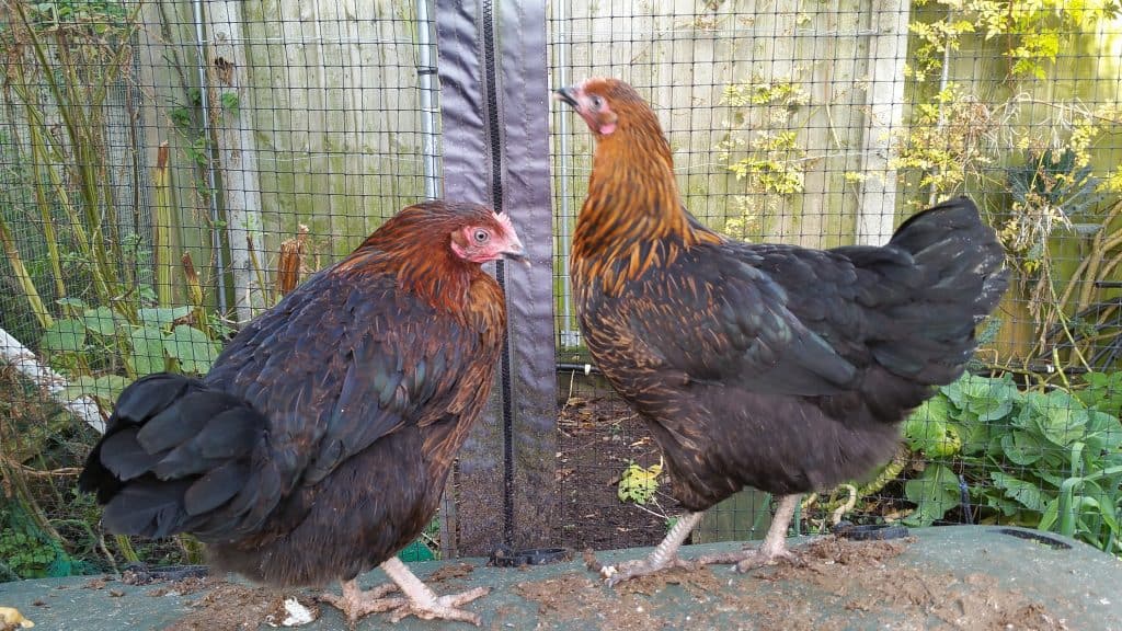 Black Rock Hens