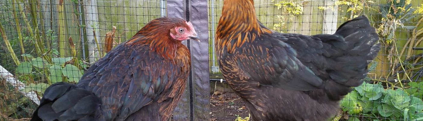 Black Rock Hens