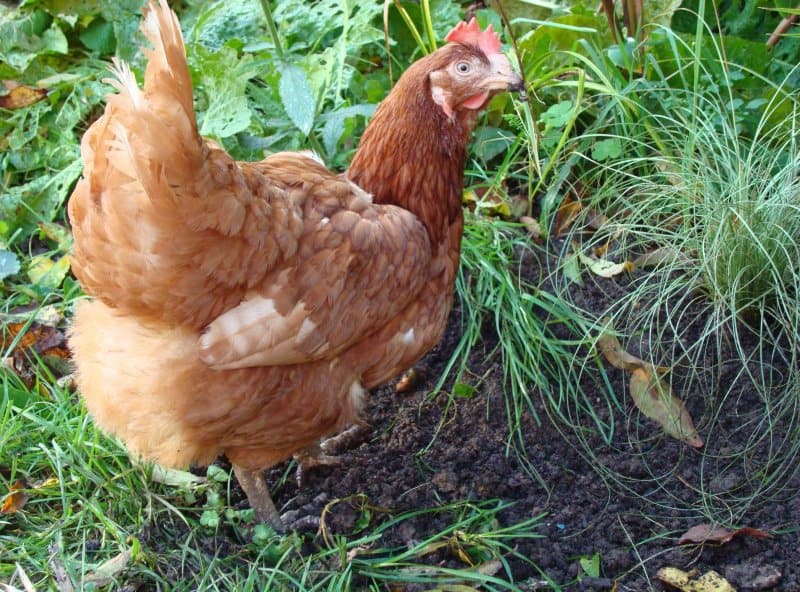 ex-battery chicken