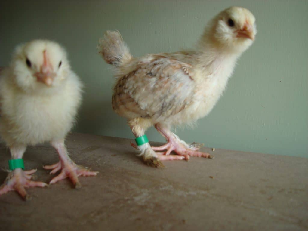 Blue Salmon Faverolles chick
