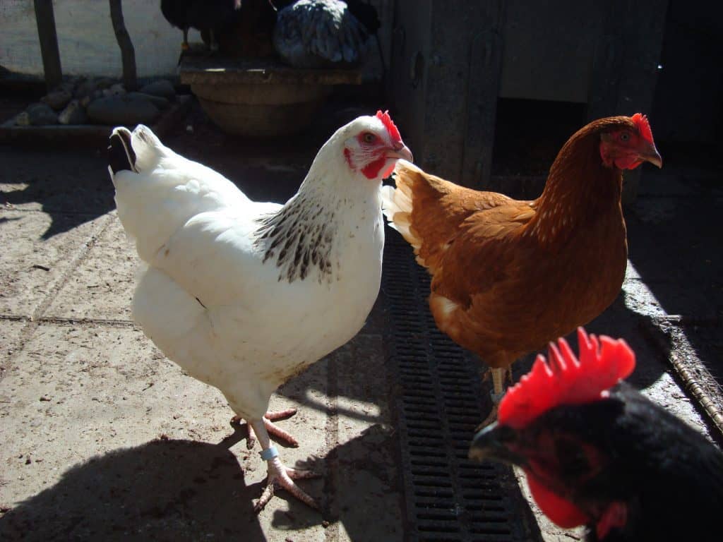 Utility Light Sussex Hen