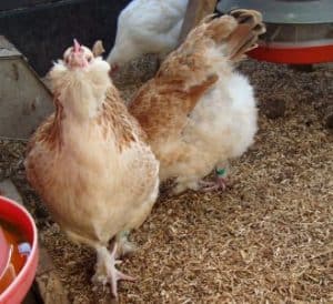 Always nosey Faverolles hens