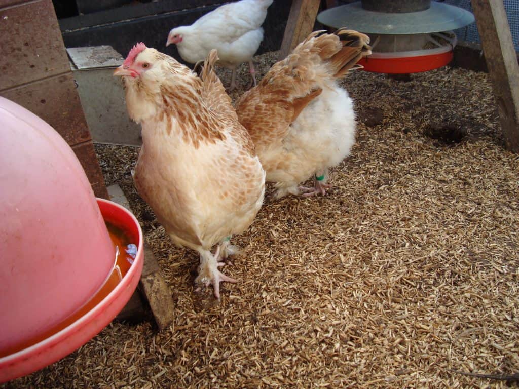 Salmon Faverolles Chickens
