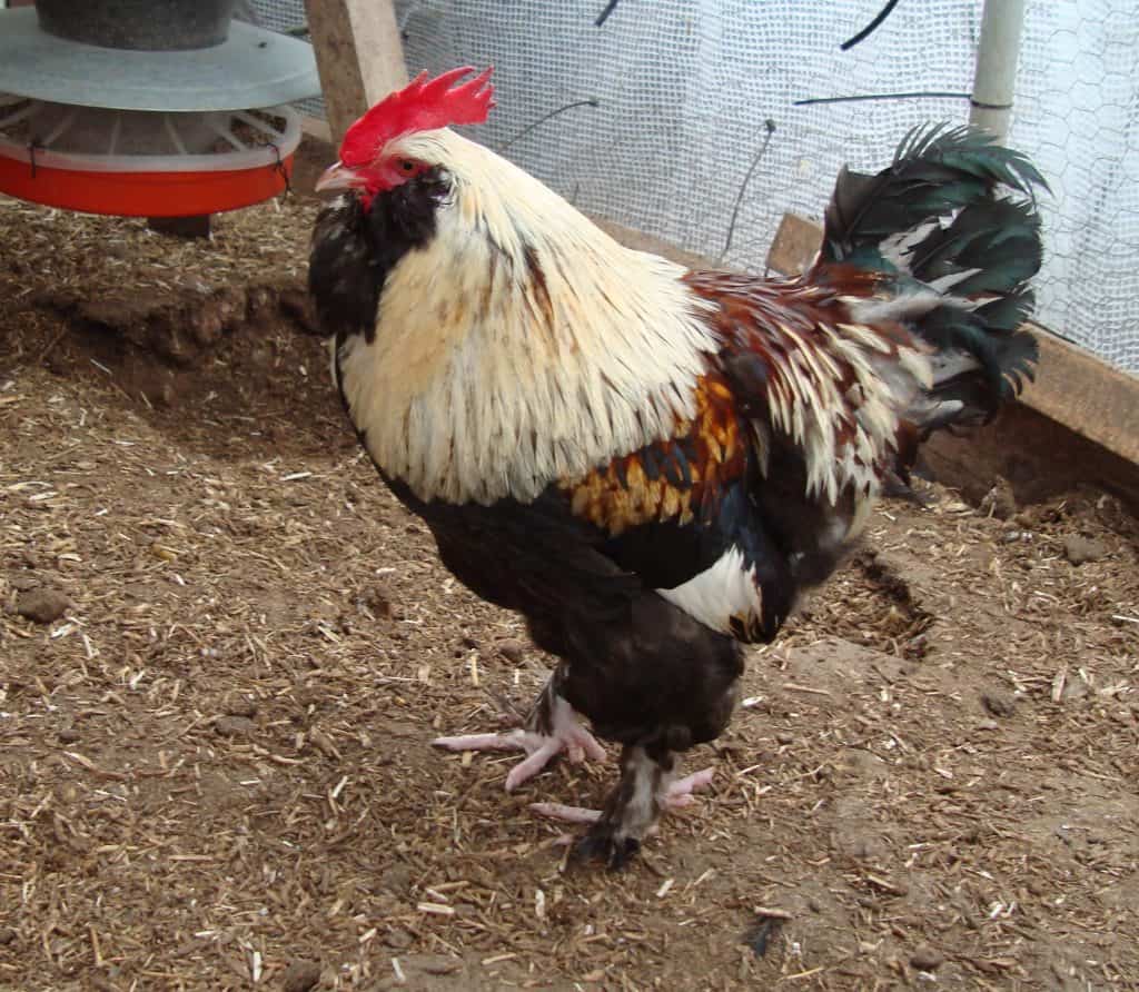 Stunning male Faverolles