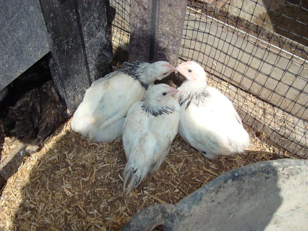 Group of young Sussex hens