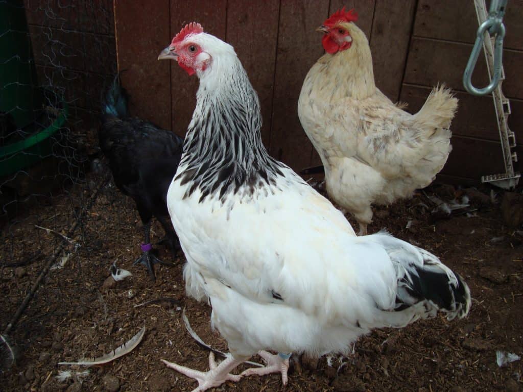 Young Light Sussex Cockerel