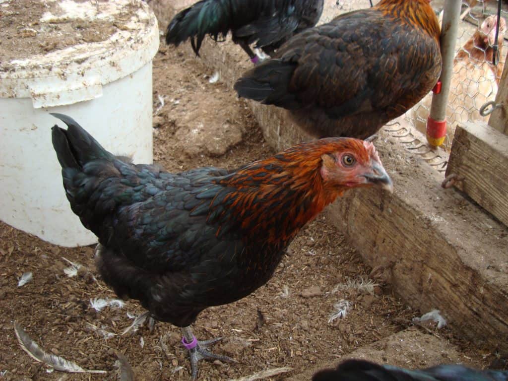 8 week old Black Rock chicken