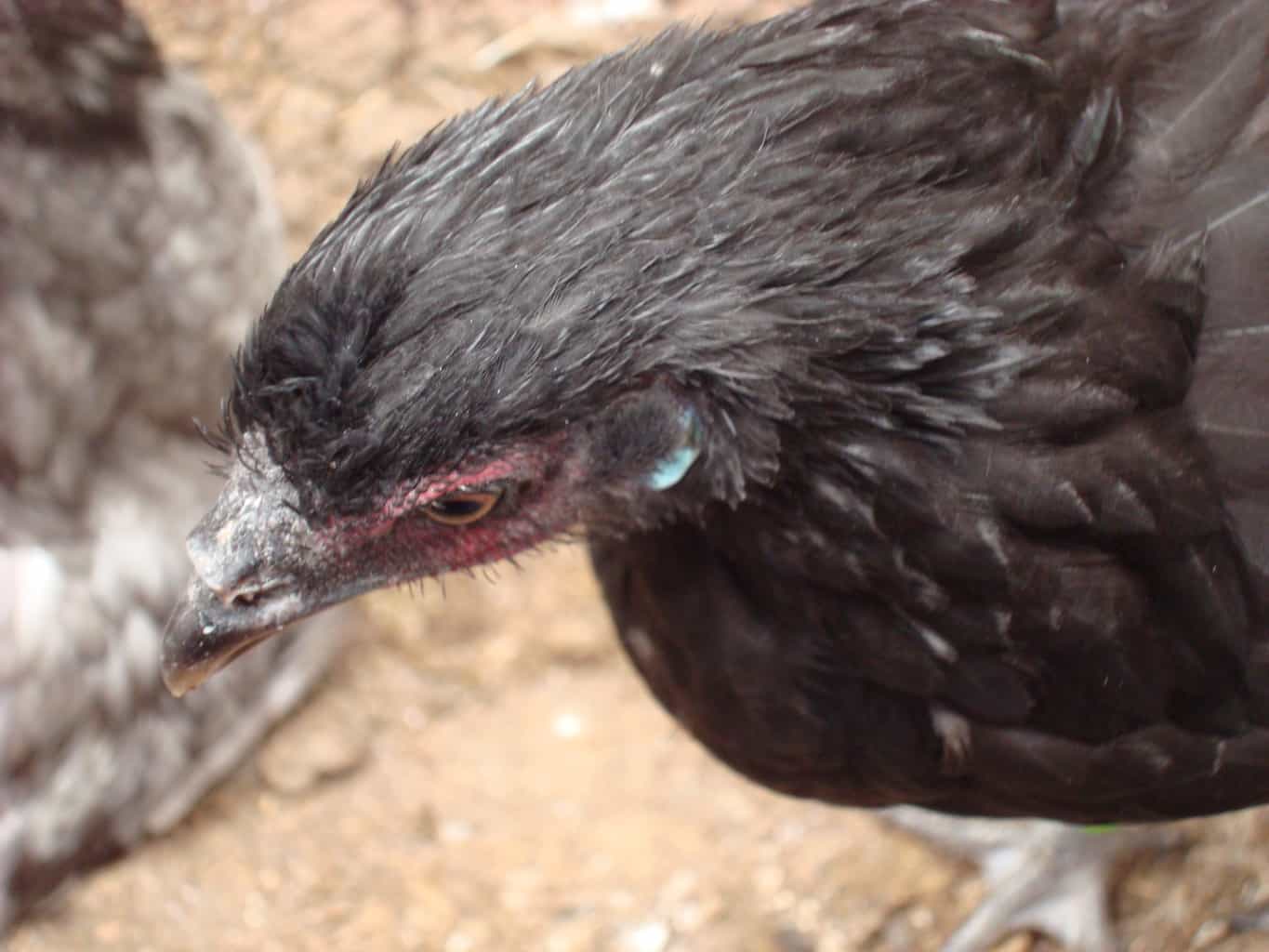 Young La Fleche hen looking at the floor