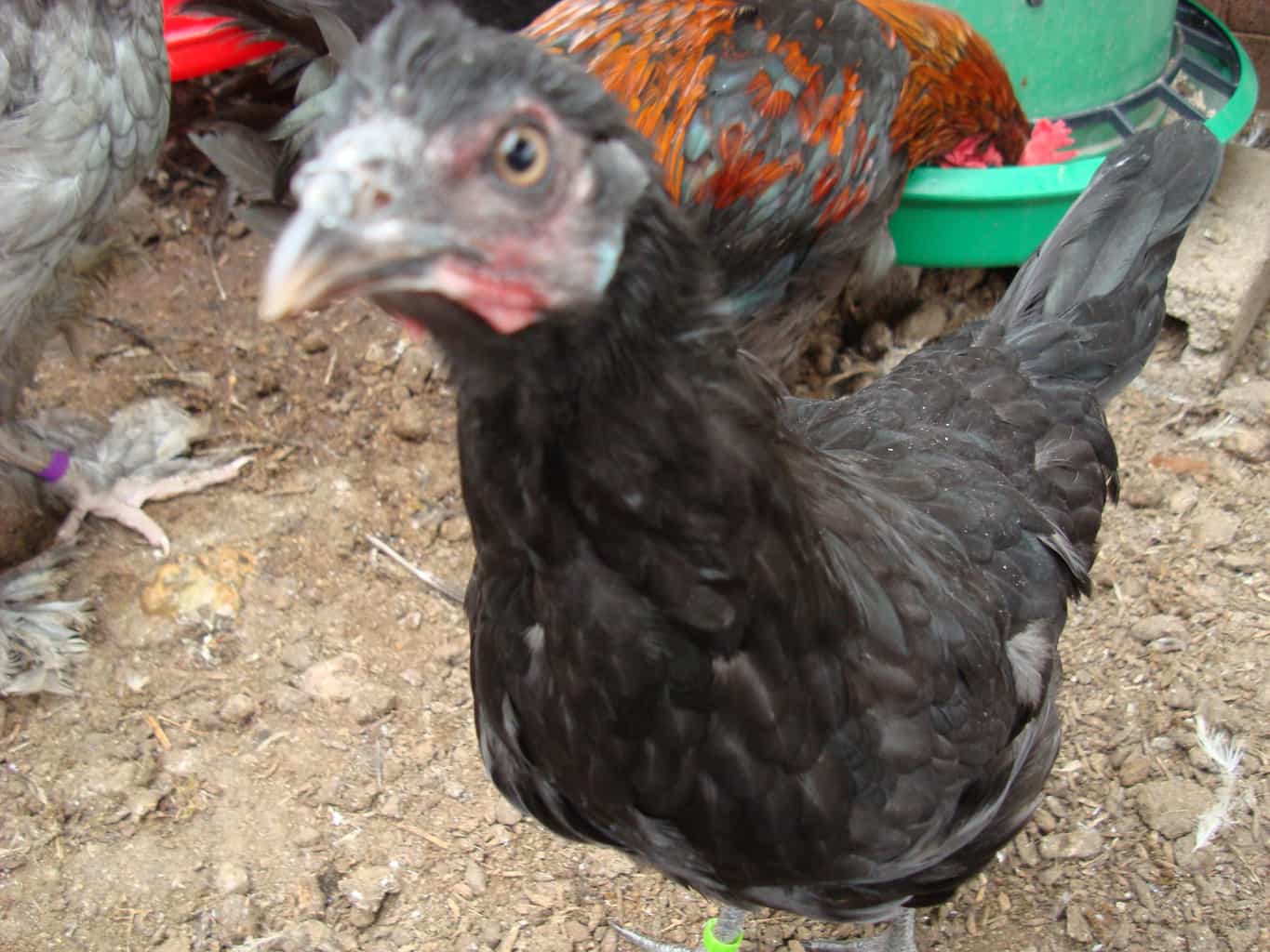 Curious La Fleche Hen