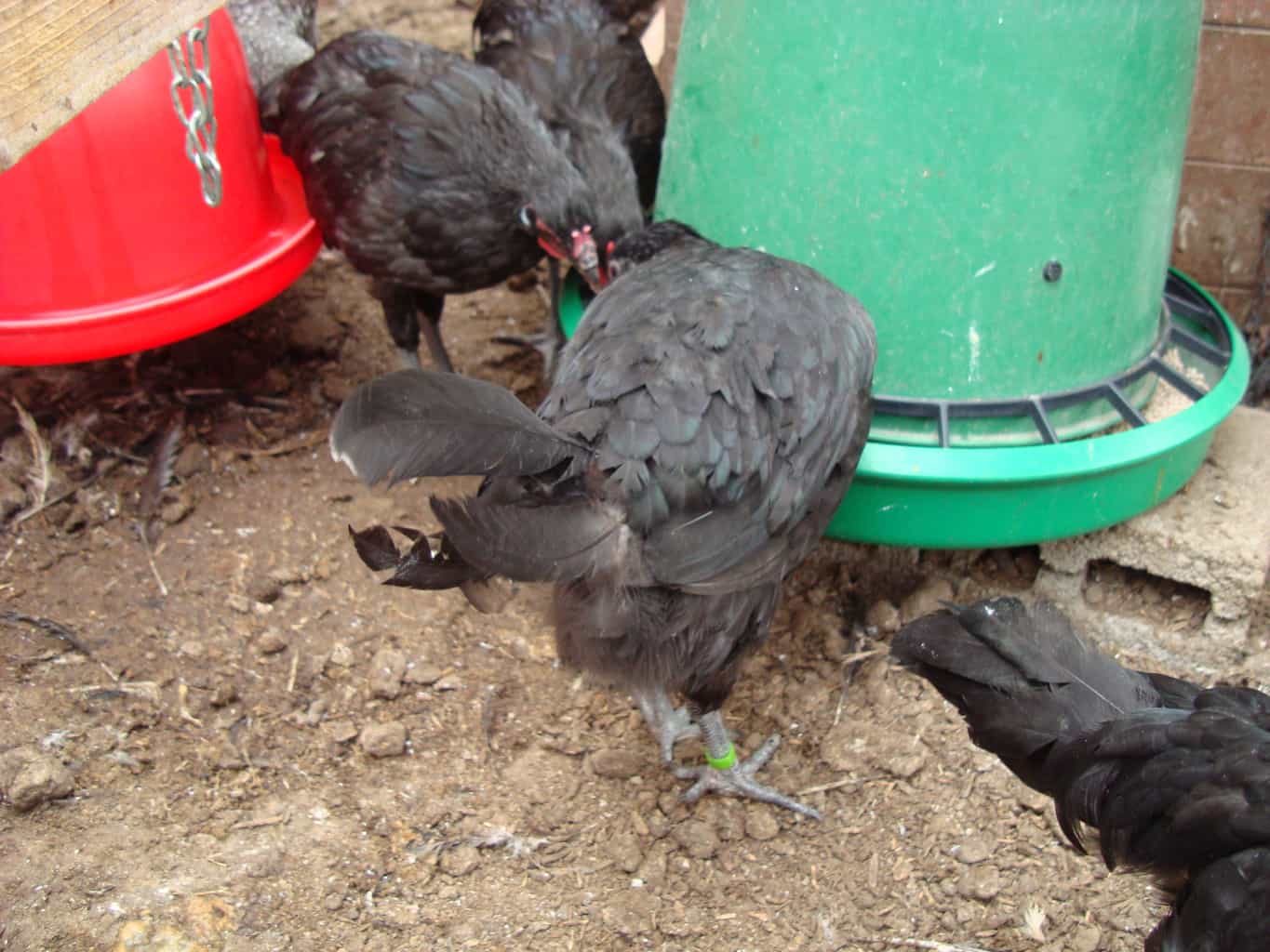 La Fleche hens at the feeder