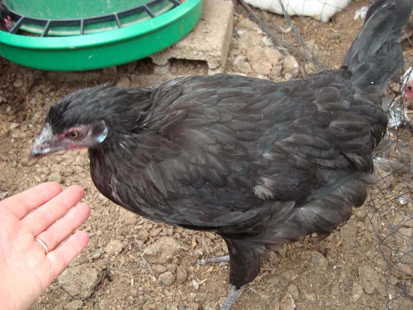 Black La Fleche hen accepting a hand