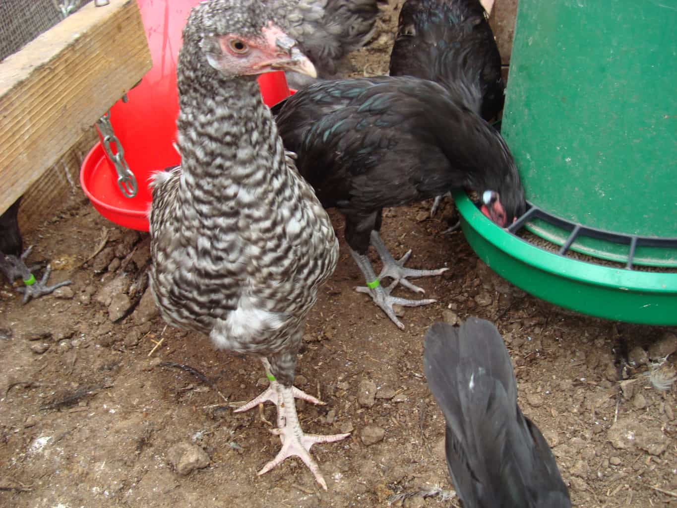 Cuckoo La Fleche hen