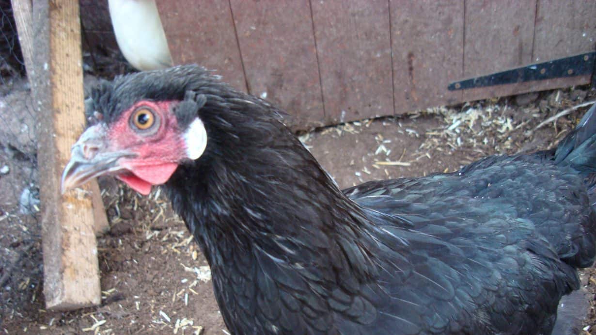 Black La Fleche hen side view