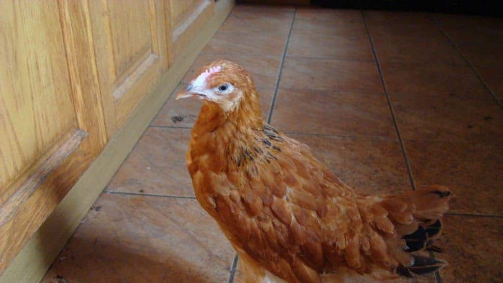 Brown Rock chicken from Muirfield Hatchery