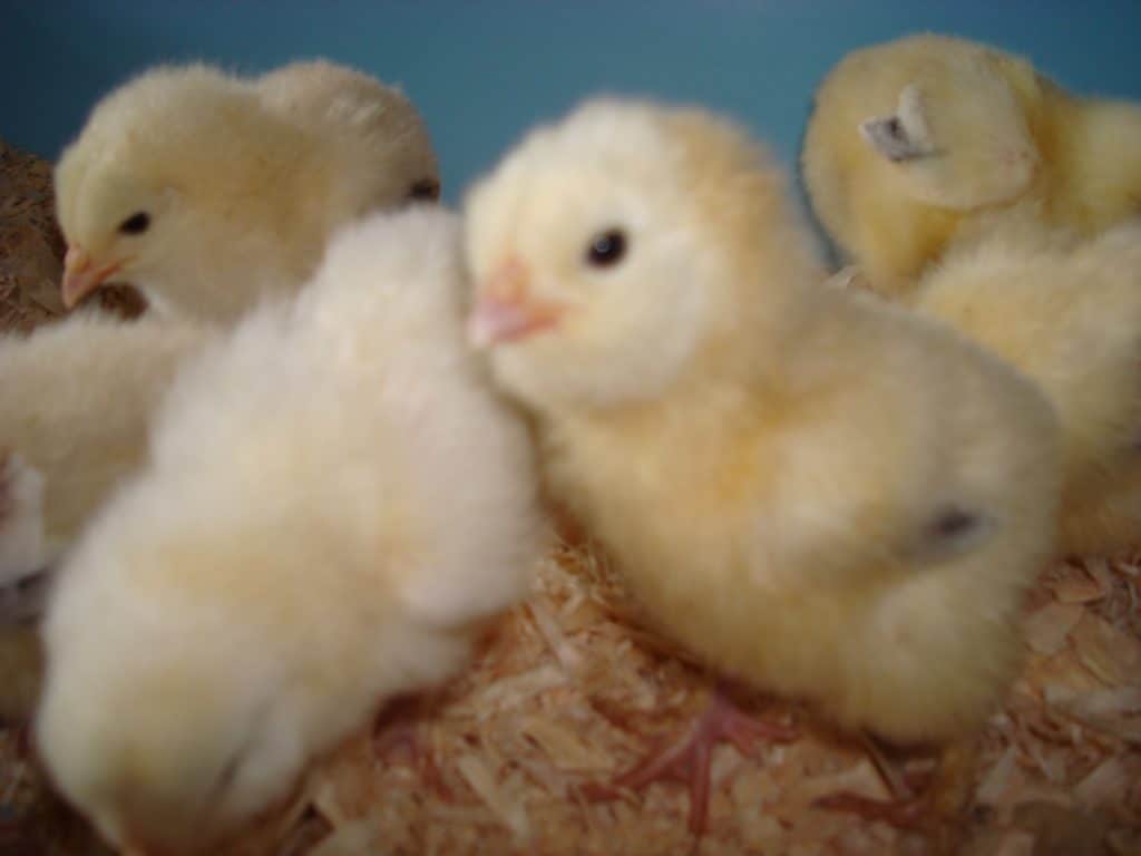 Just hatched chicks