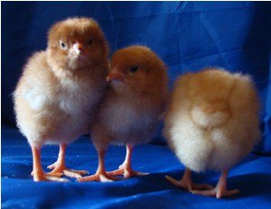 Chicken chicks for sale