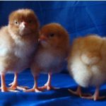 Newly hatched chicks