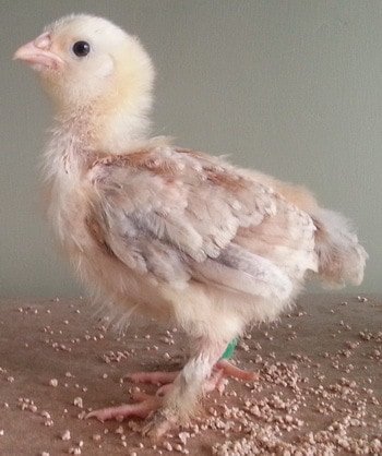Faverolles 4 week old chick
