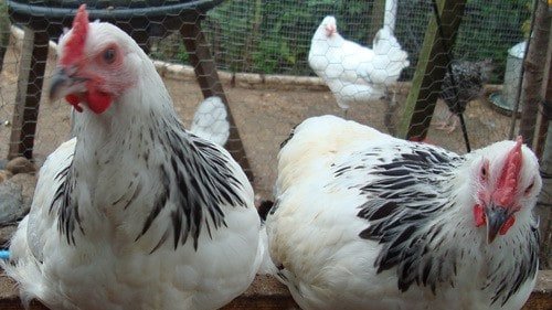 Utility Rock Chicken Breed