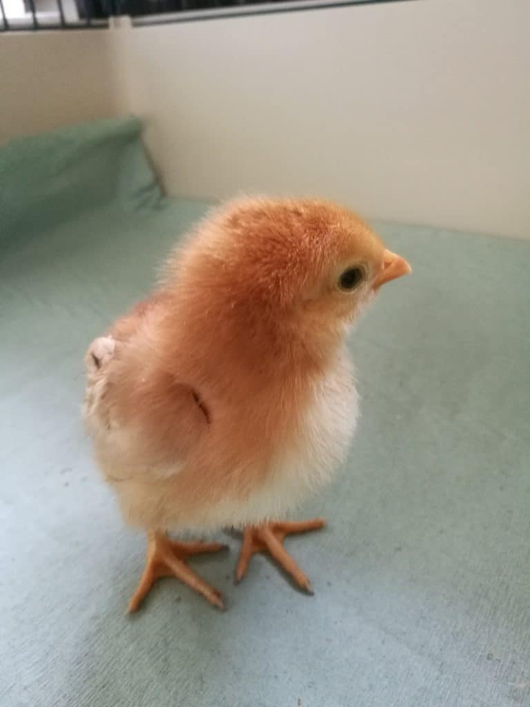 Rhode Island Red chick