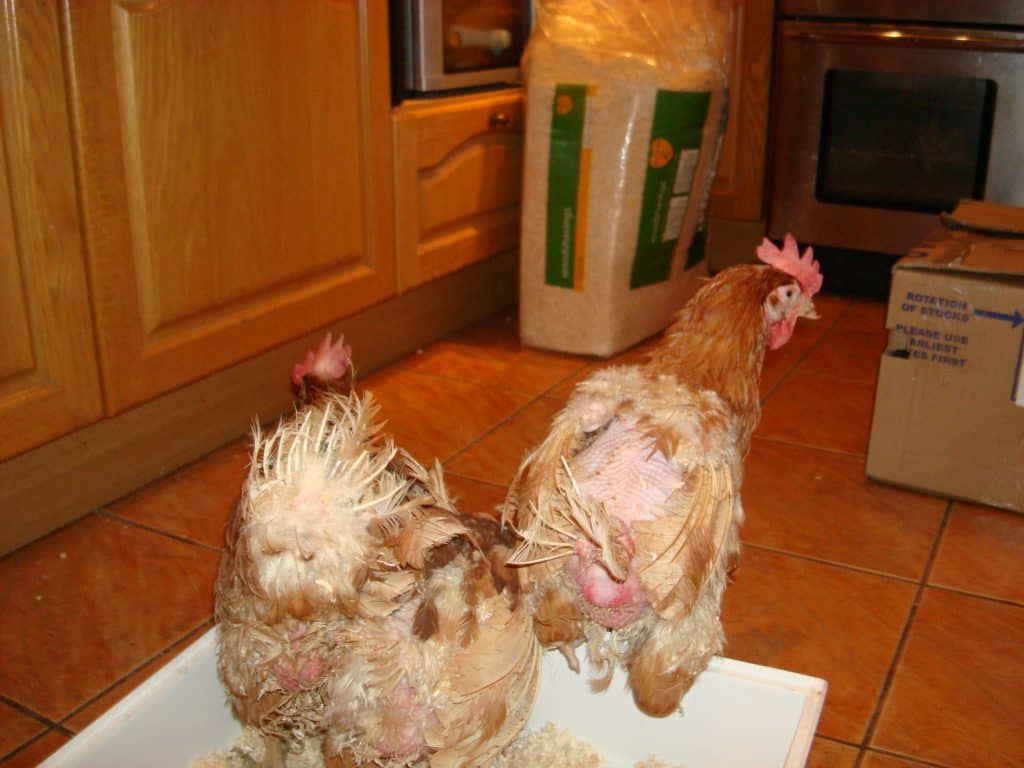 Ex-battery hens on rehoming day