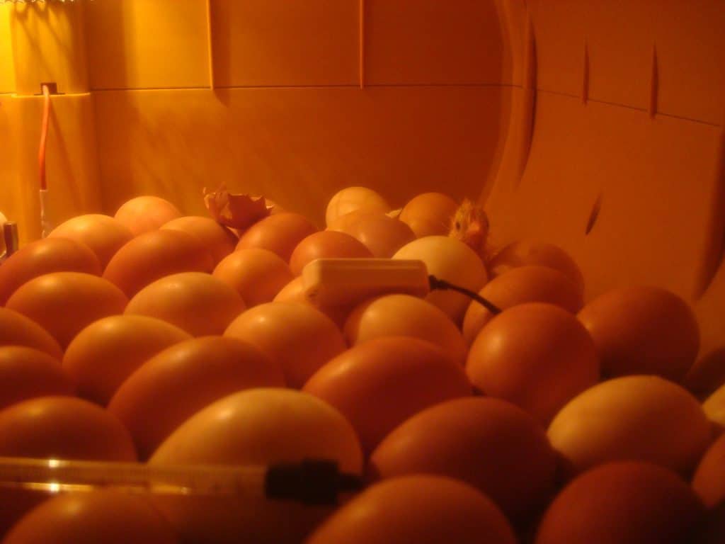 Hatching eggs in incubator