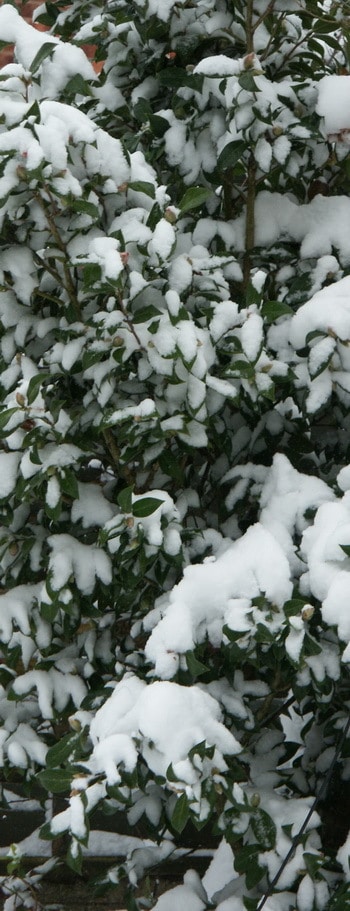 Snow on a shrub