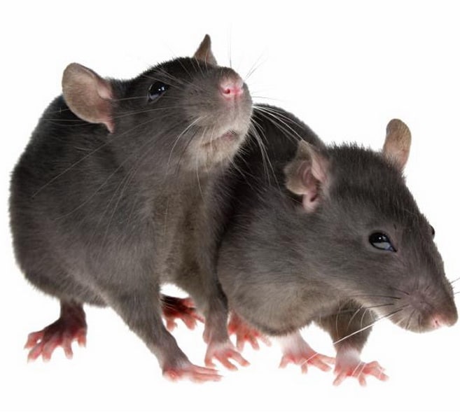 Rats