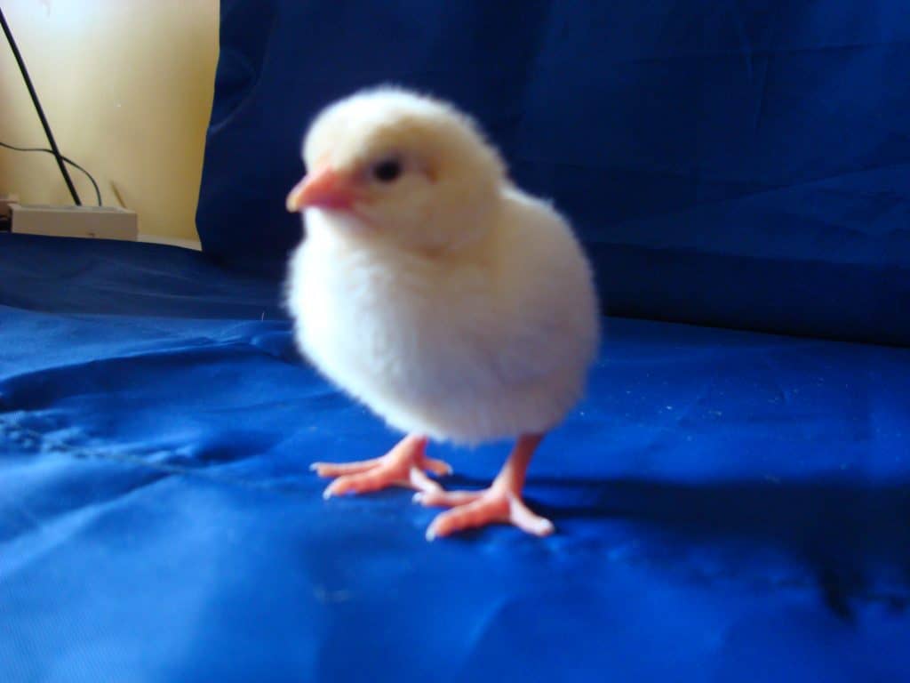 Amber hybrid chick