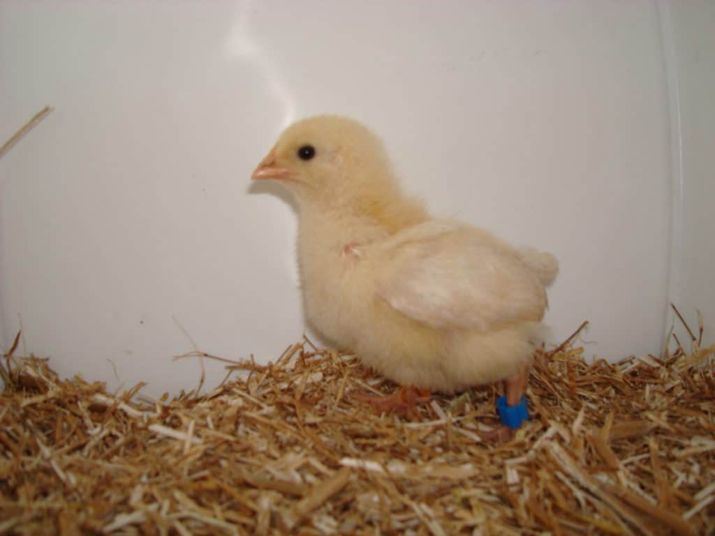 Amber hybrid chick at week old