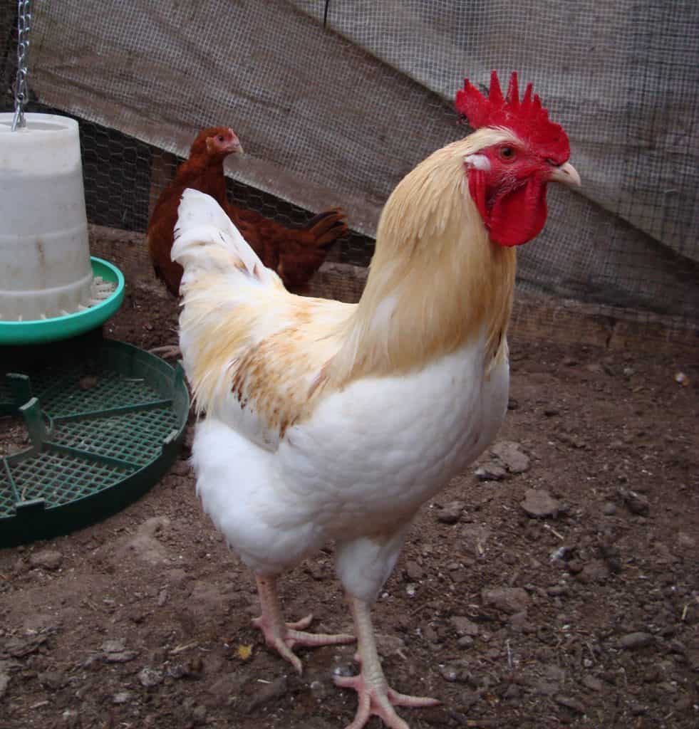 Amber hybrid cockerel