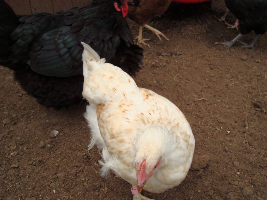 Beautiful and friendly Hedgerow Amber Chicken
