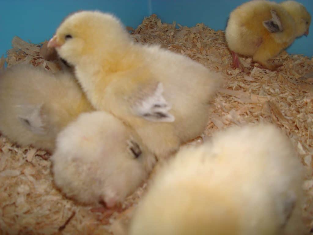 Chicks at day old