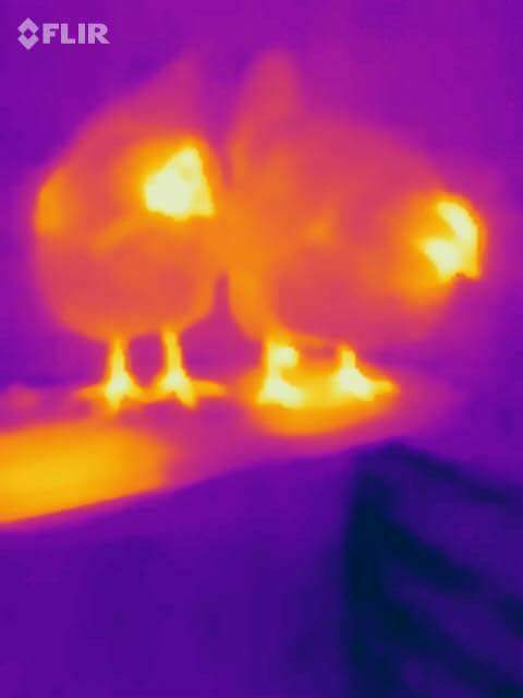 Keeping chickens warm