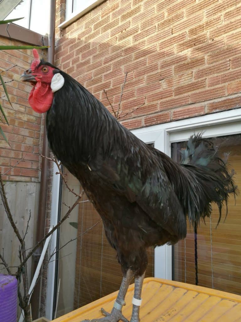 La Fleche Cockerel standing tall