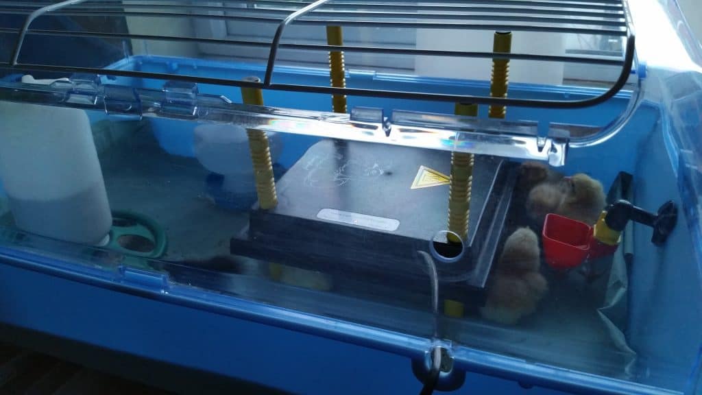 Chick brooder hire equipment