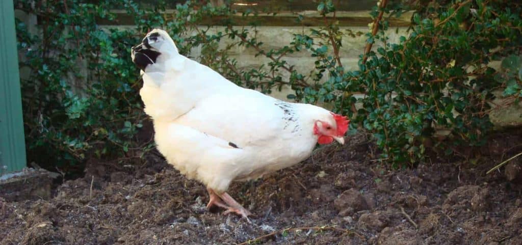 Light Sussex pullet