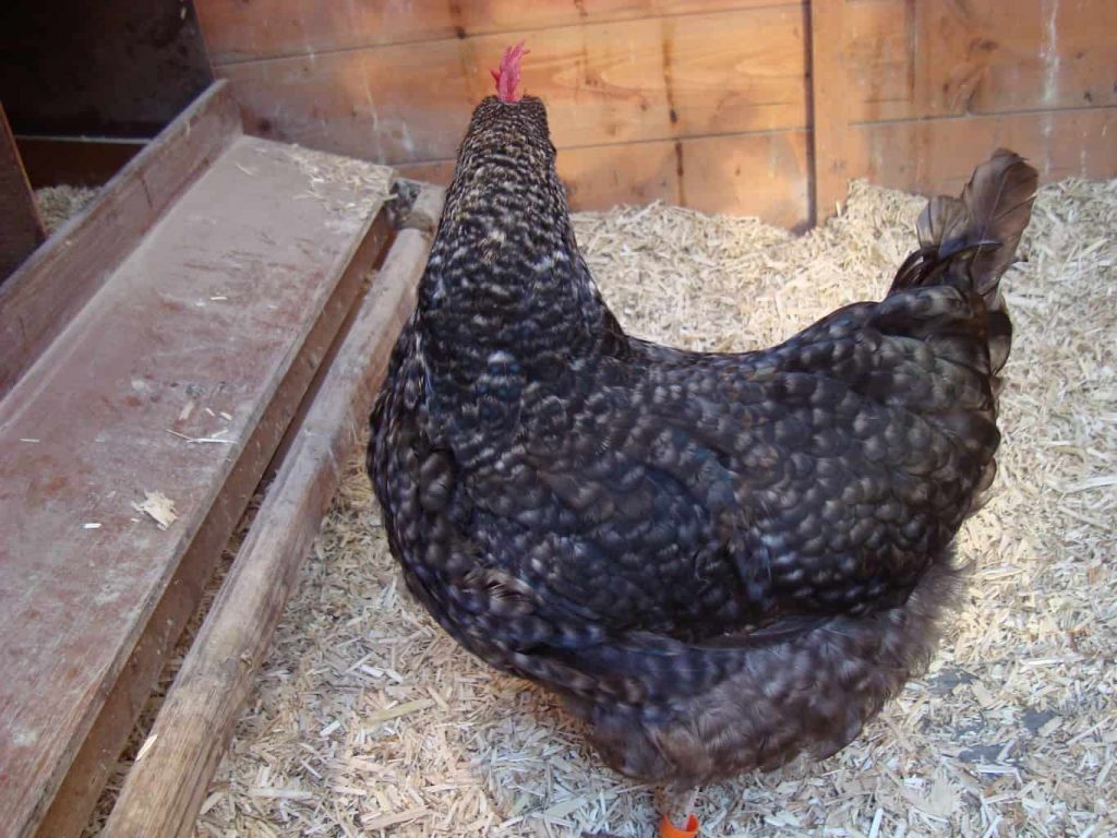 Hedgerow Cuckoo pullet