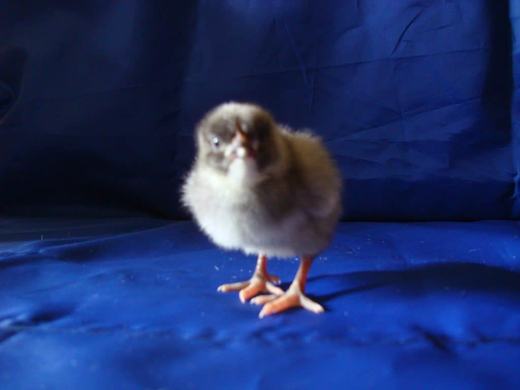 Cute Blue chick at day old
