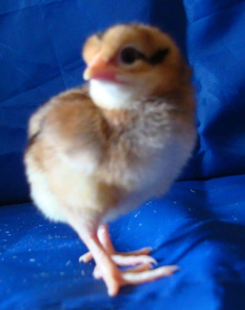 Day old chick Partridge Leghorn