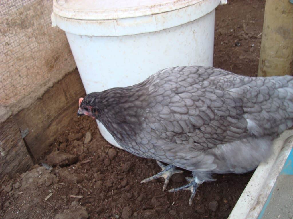 Hedgerow Blue hen