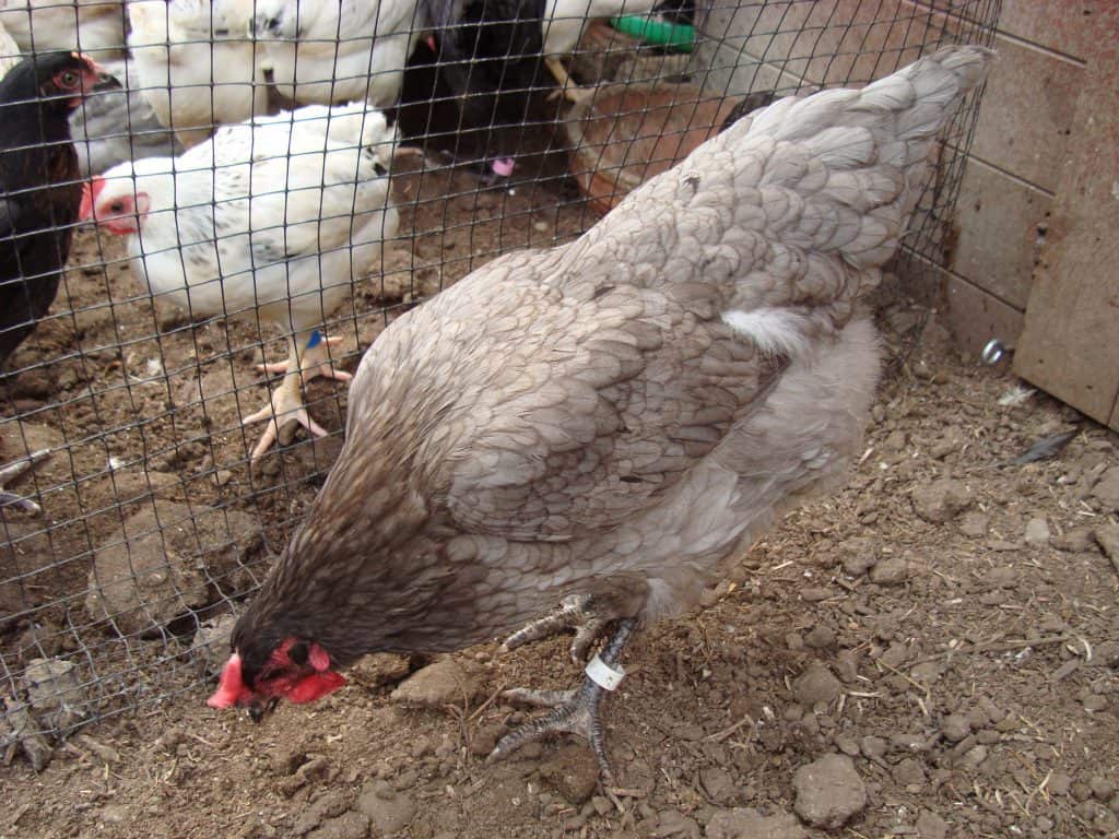 Blue pullet on the hunt