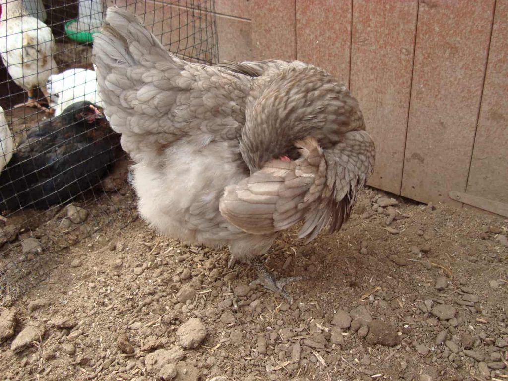 Hedgerow Blue chicken