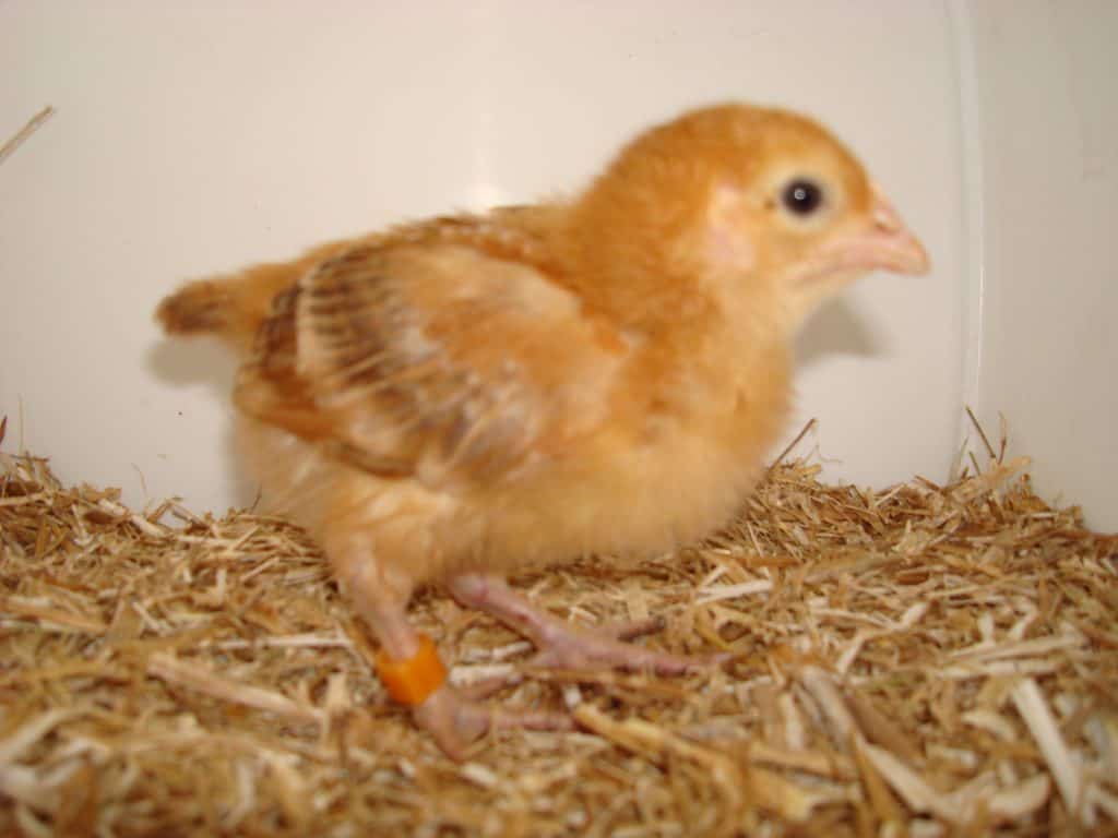 Hedgerow Buff week old chick