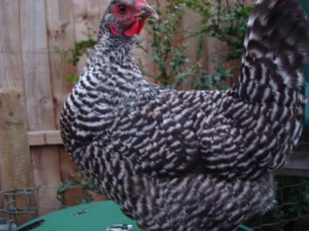 Cuckoo hybrid pullet