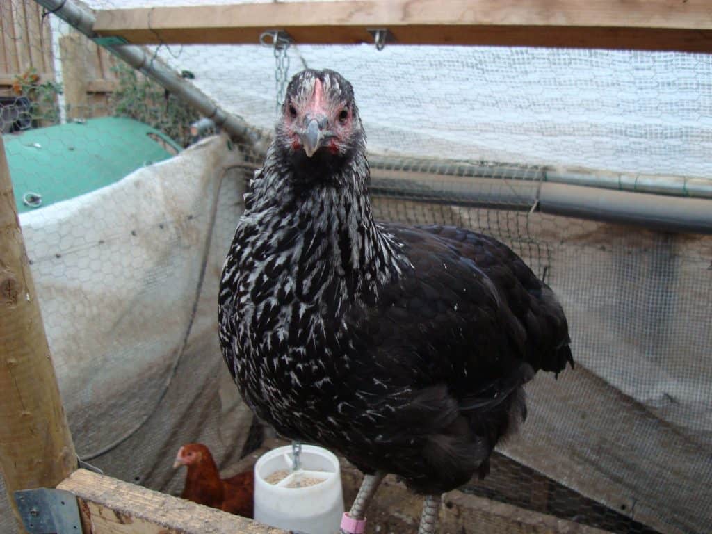 Female Sussex Rock Grower