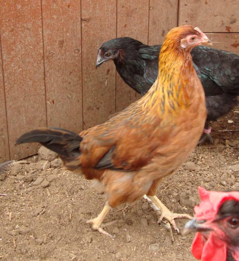Grower Brown Partridge Leghorn