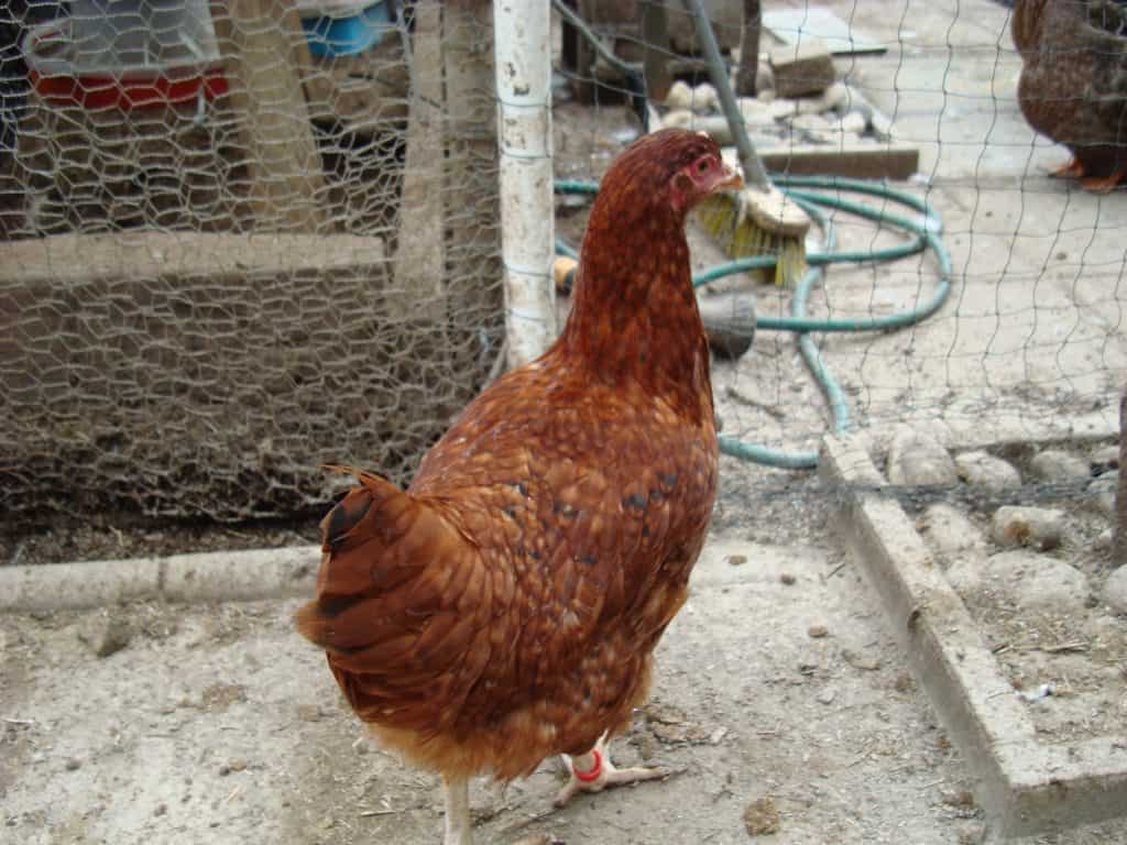 Hedgerow Buff Barred giving us the cold shoulder haha
